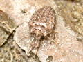 Euroleon nostras larva